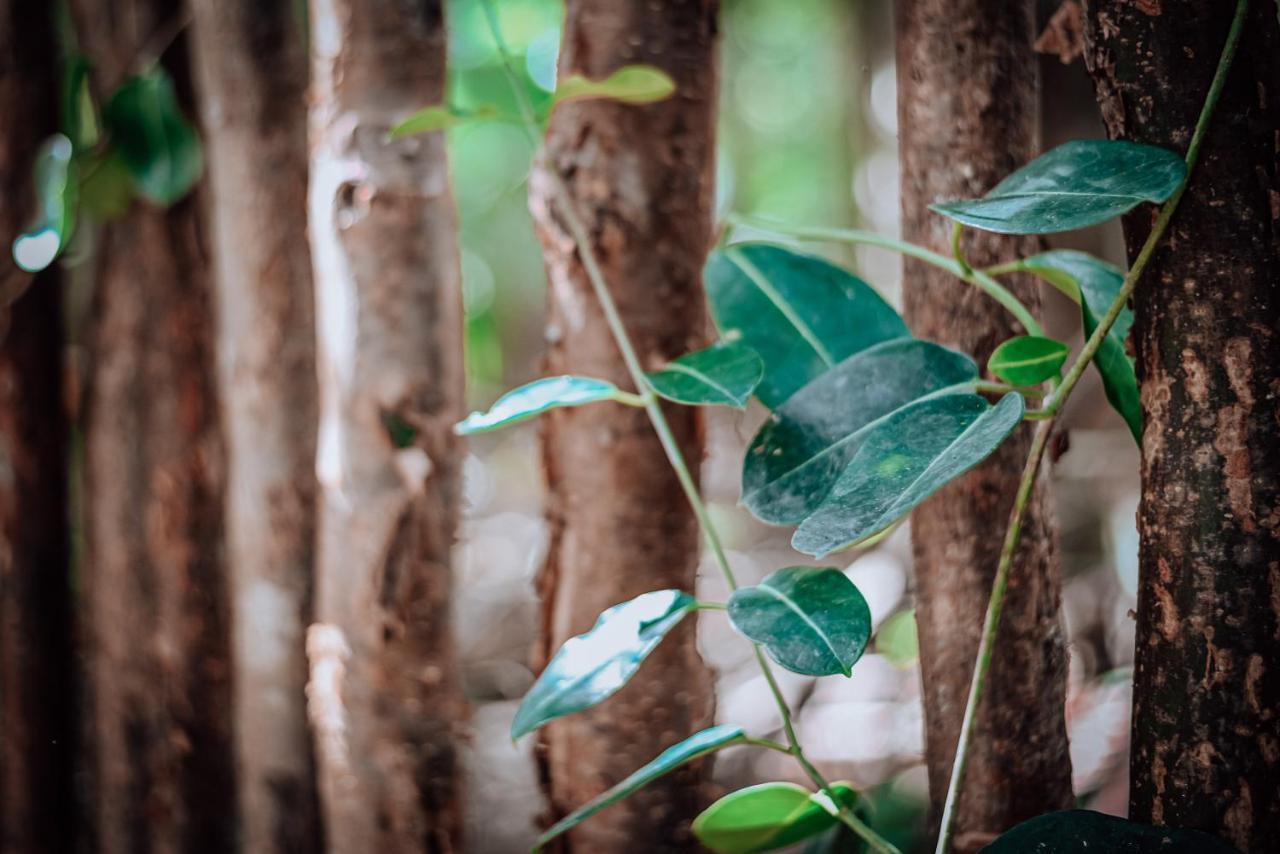 Lunita Jungle Experience Hotell Puerto Morelos Eksteriør bilde
